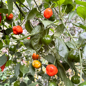 Aji Dulce Orange - Seeds