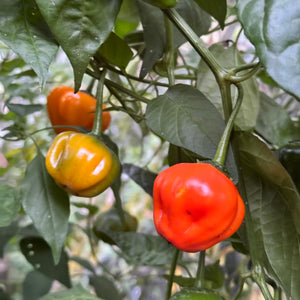 Aji Dulce Orange - Seeds