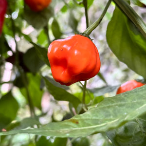 Aji Dulce Orange - Seeds