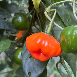 Aji Dulce Orange - Seeds