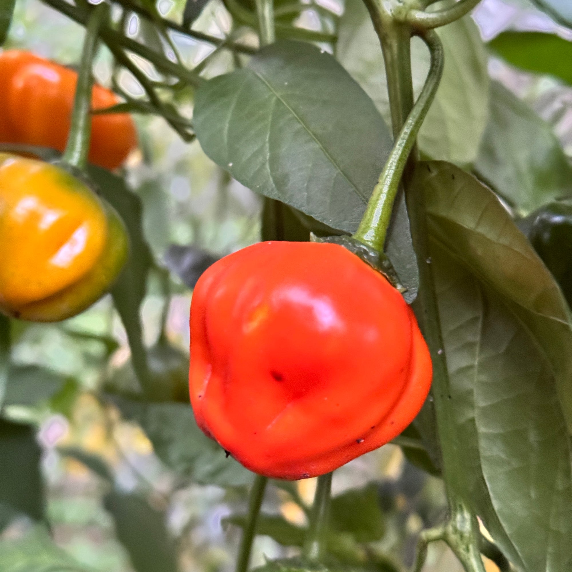 Aji Dulce Orange - Seeds