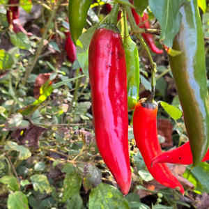 Guajillo Chile  - Seeds