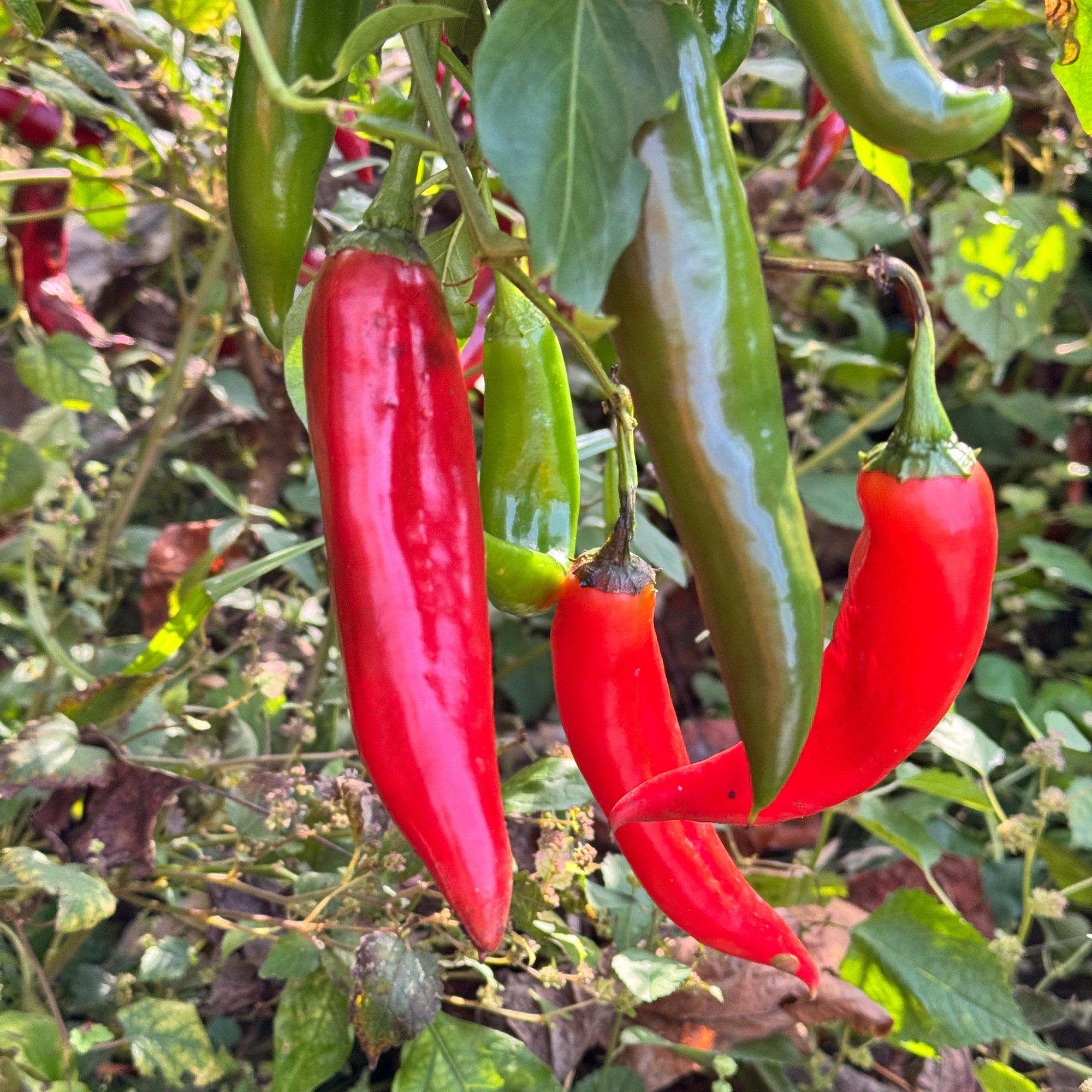 Guajillo Chile  - Seeds