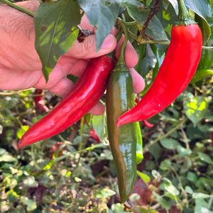 Guajillo Chile  - Seeds