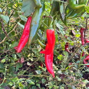 Guajillo Chile  - Seeds