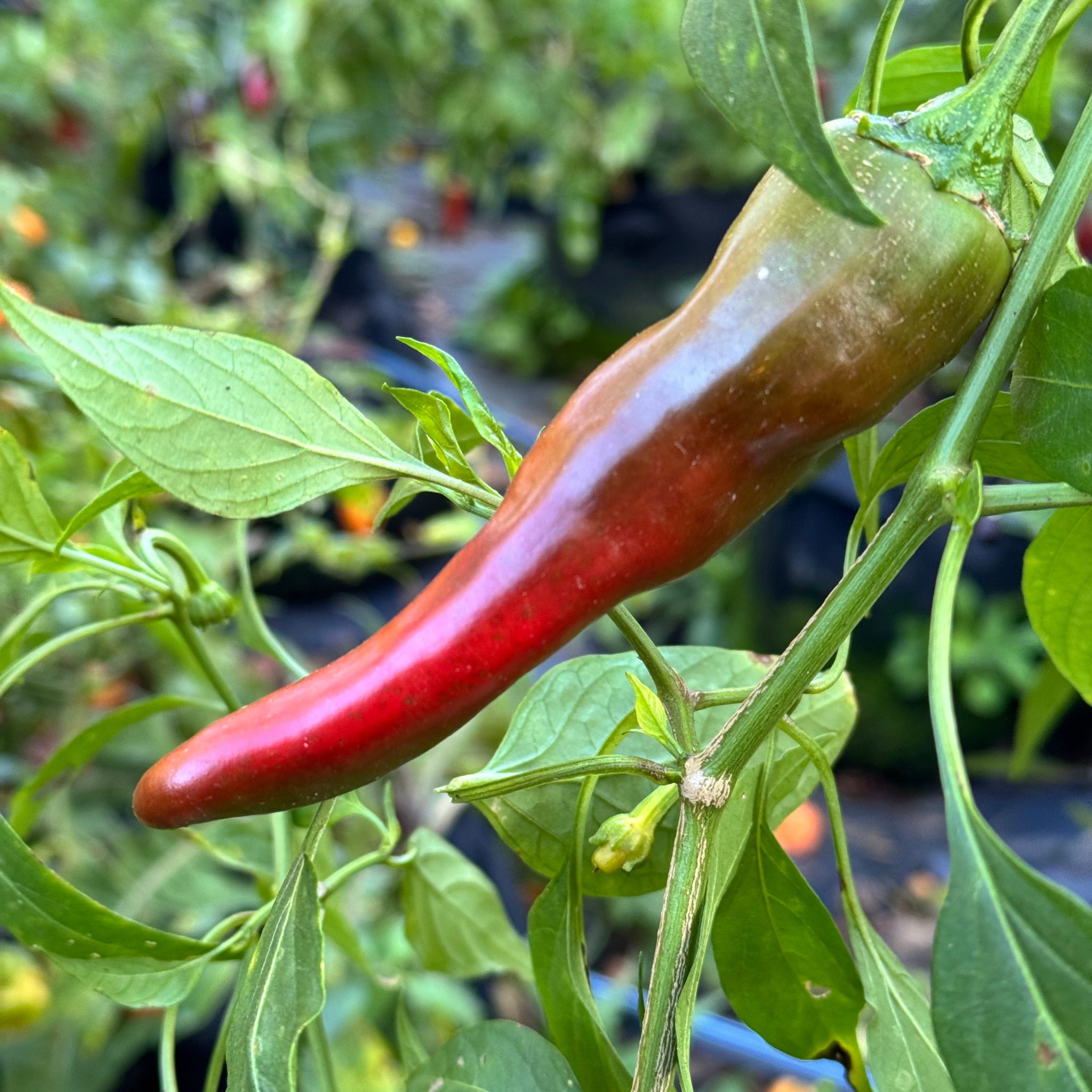 hatch chile seeds planting Hatch Red Hot - Sandia Hot