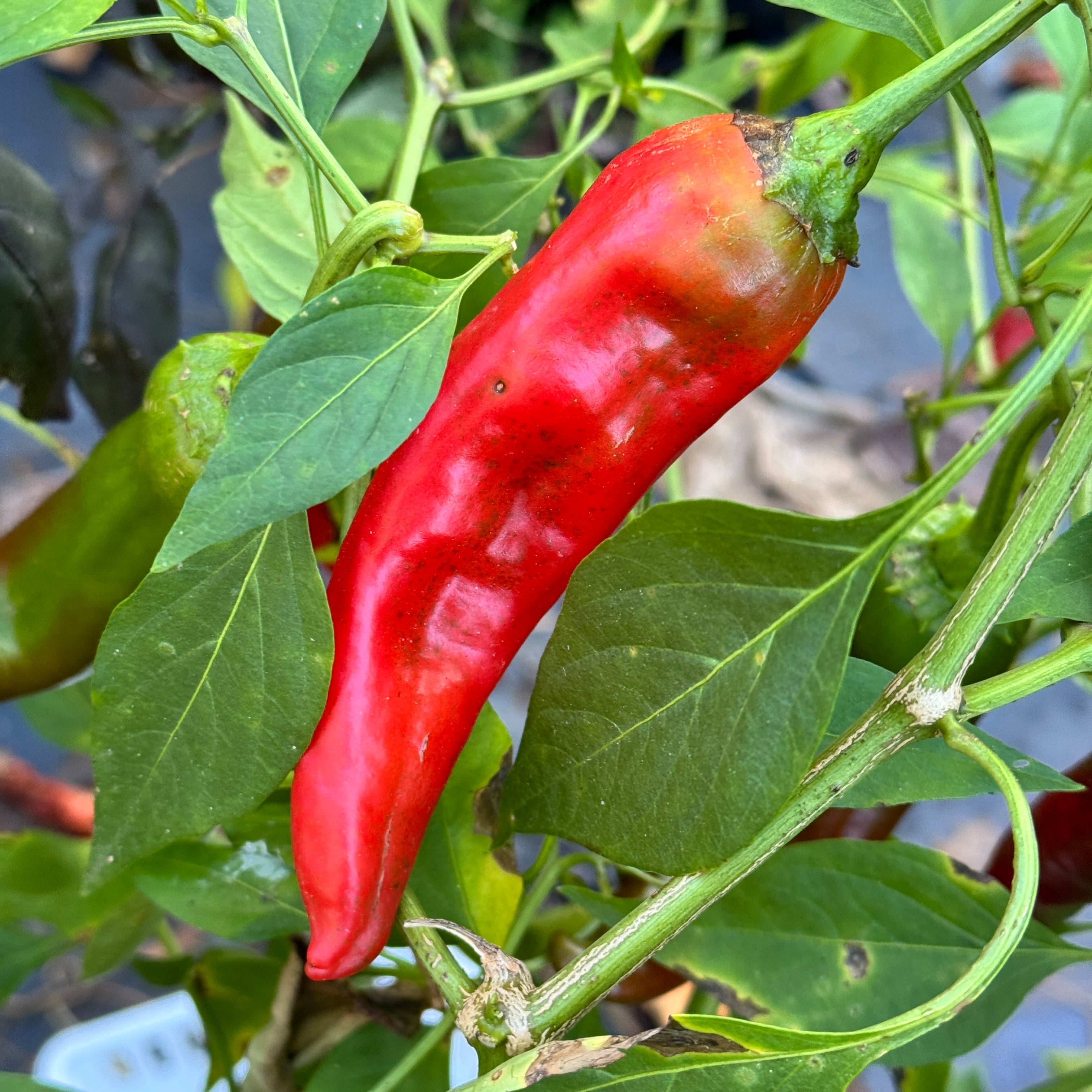 Hatch Red Hot - Sandia Hot - Seeds