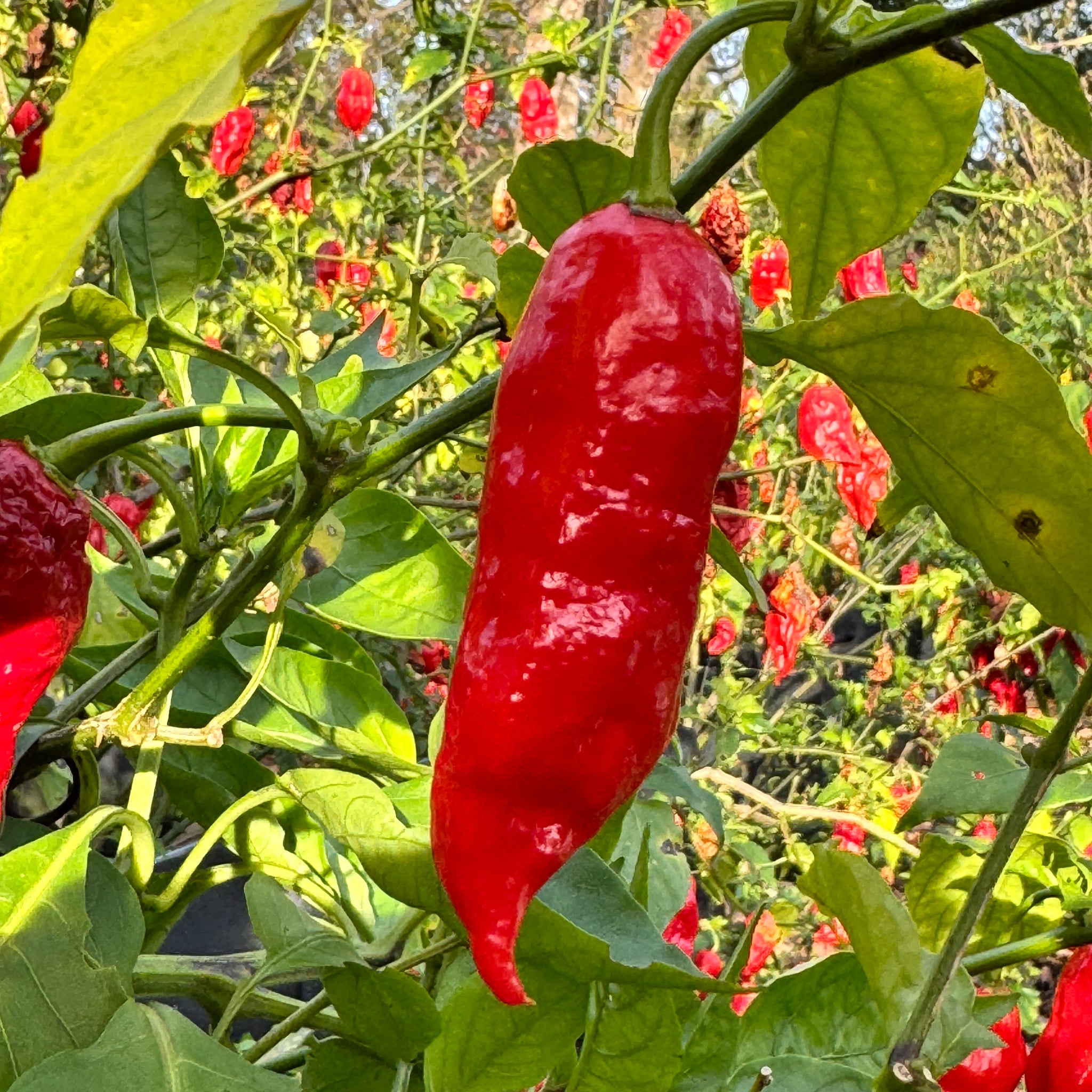 ghost pepper plant seeds Tombstone Ghost Pepper