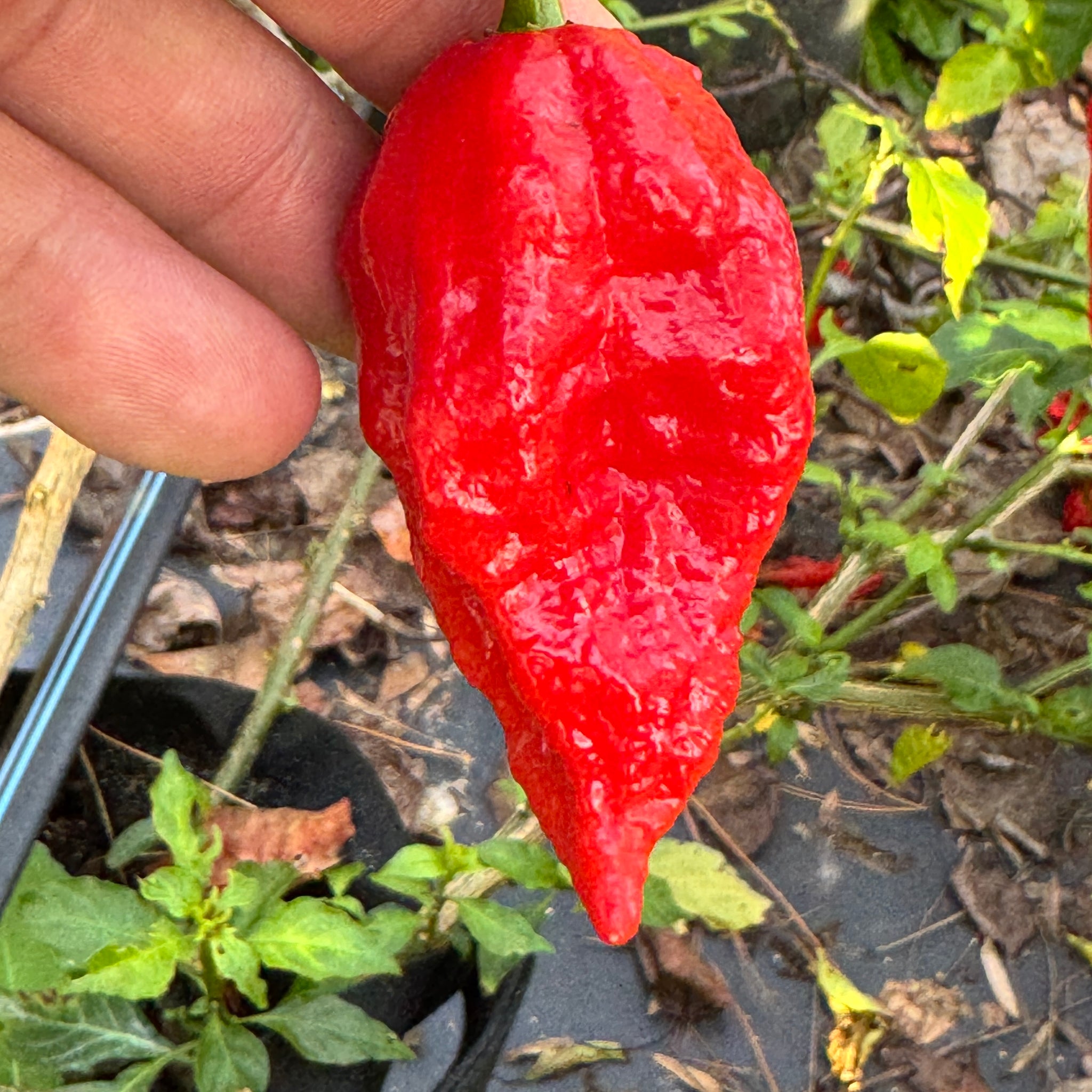 ghost pepper plant seeds Tombstone Ghost Pepper