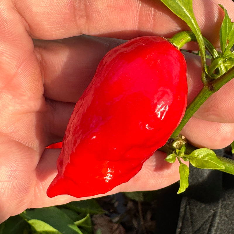 Ghost Pepper Roots Tombstone Ghost Pepper - Seeds