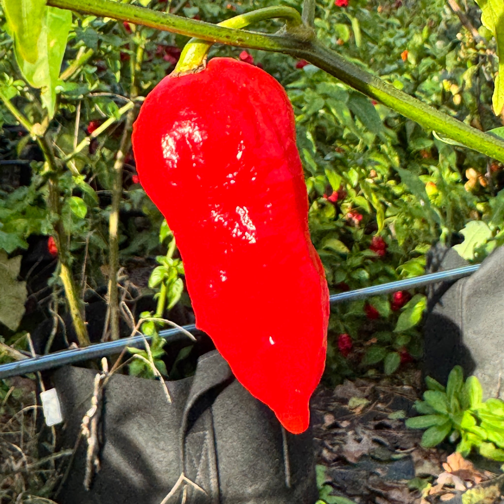 Ghost Pepper Roots Tombstone Ghost Pepper - Seeds