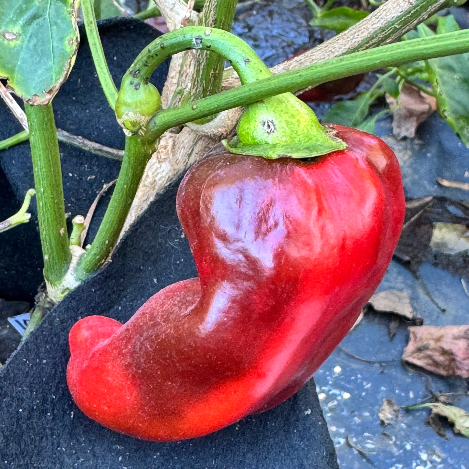 Carmen - Seeds - Bohica Pepper Hut 