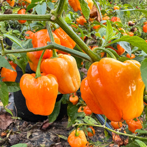 Chaak Habanero - Seeds