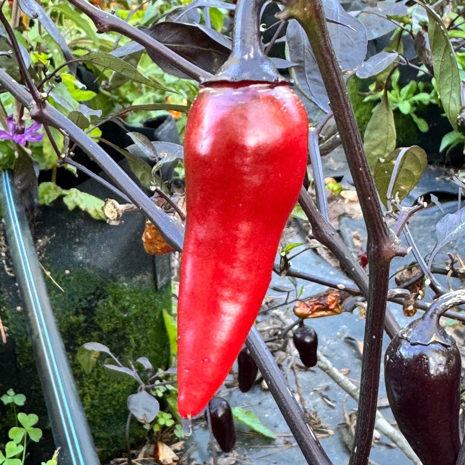 Count Dracula  - Seeds