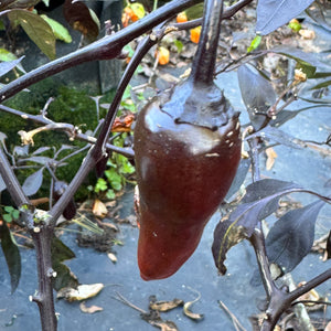 Count Dracula  - Seeds