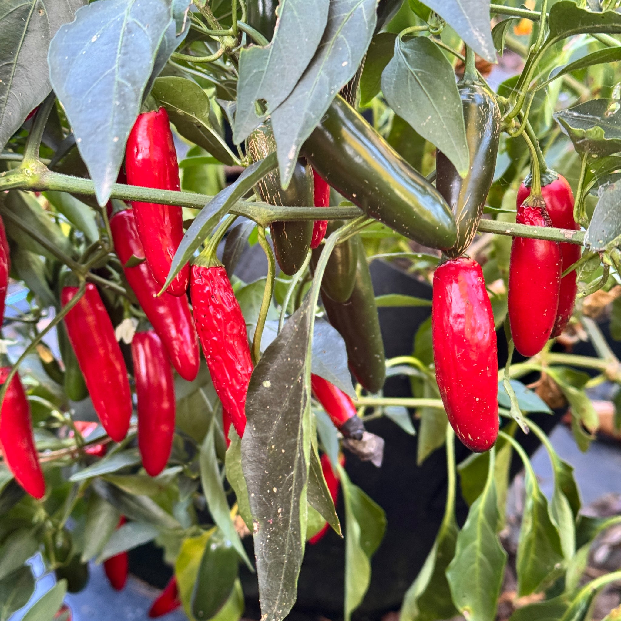 planting serrano pepper seeds Devil Serrano
