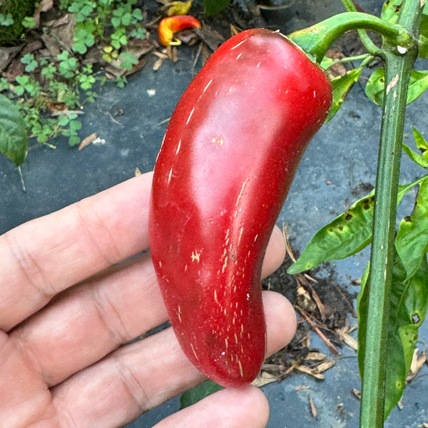 Emerald Fire - Seeds - Fresh Seeds from Bohica Pepper Hut