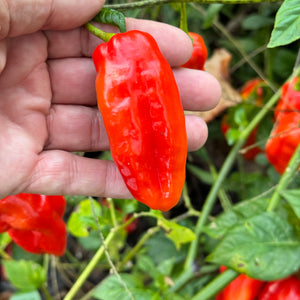 Roulette Habanero - Seeds