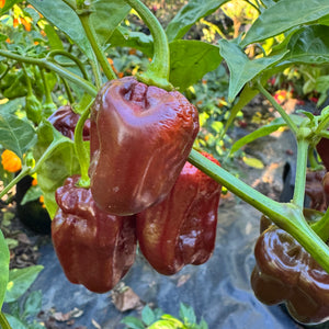 Giant Chocolate Habanero - Seeds