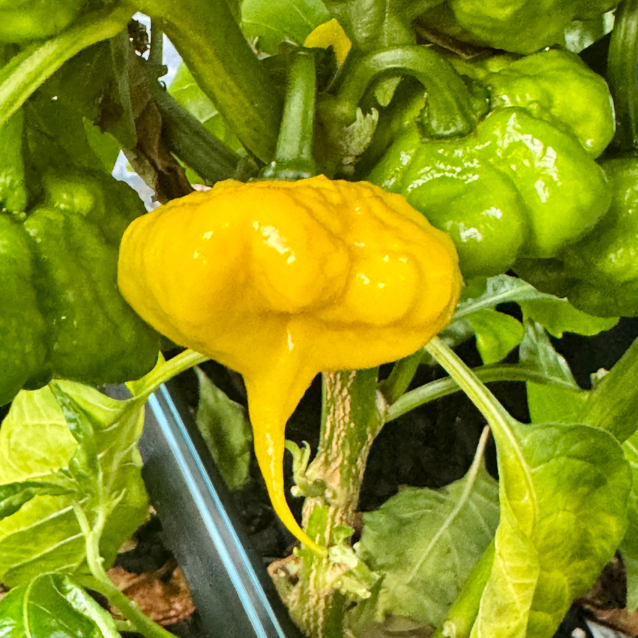plant yellow pepper seeds Best Sellers - Super Hot Pepper Seed Combo Pack (12 Varieties)