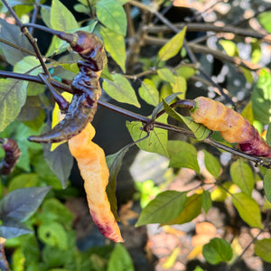 Purple Peach - Seeds