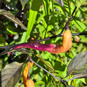 Purple Peach - Seeds