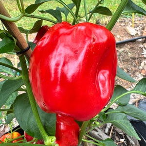 Botan Kosho Chili - Seeds