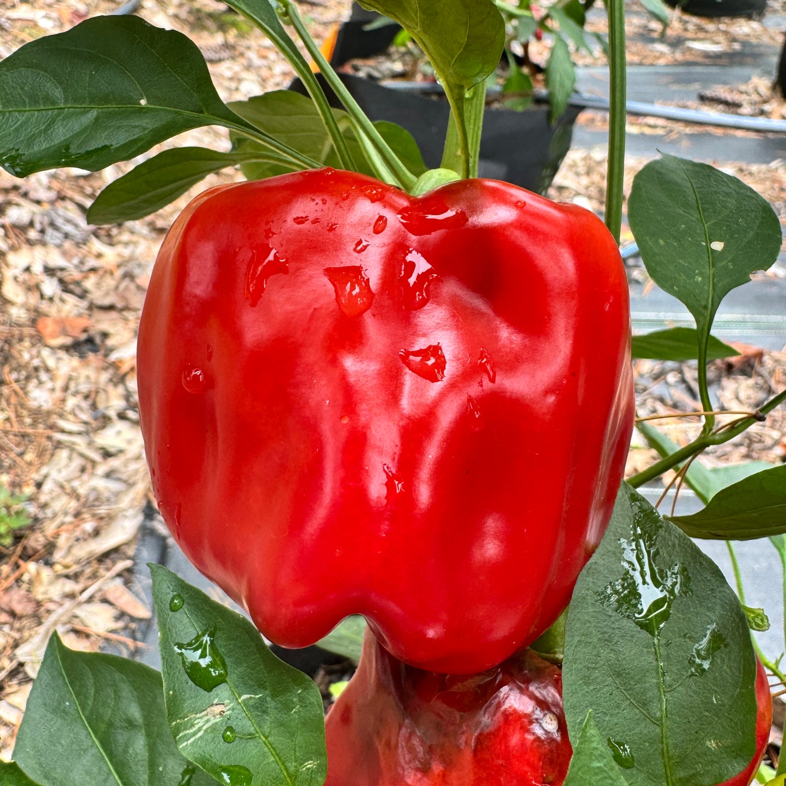 Botan Kosho Chili - Seeds