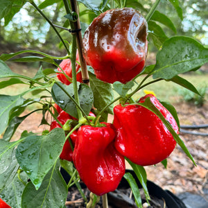 Botan Kosho Chili - Seeds