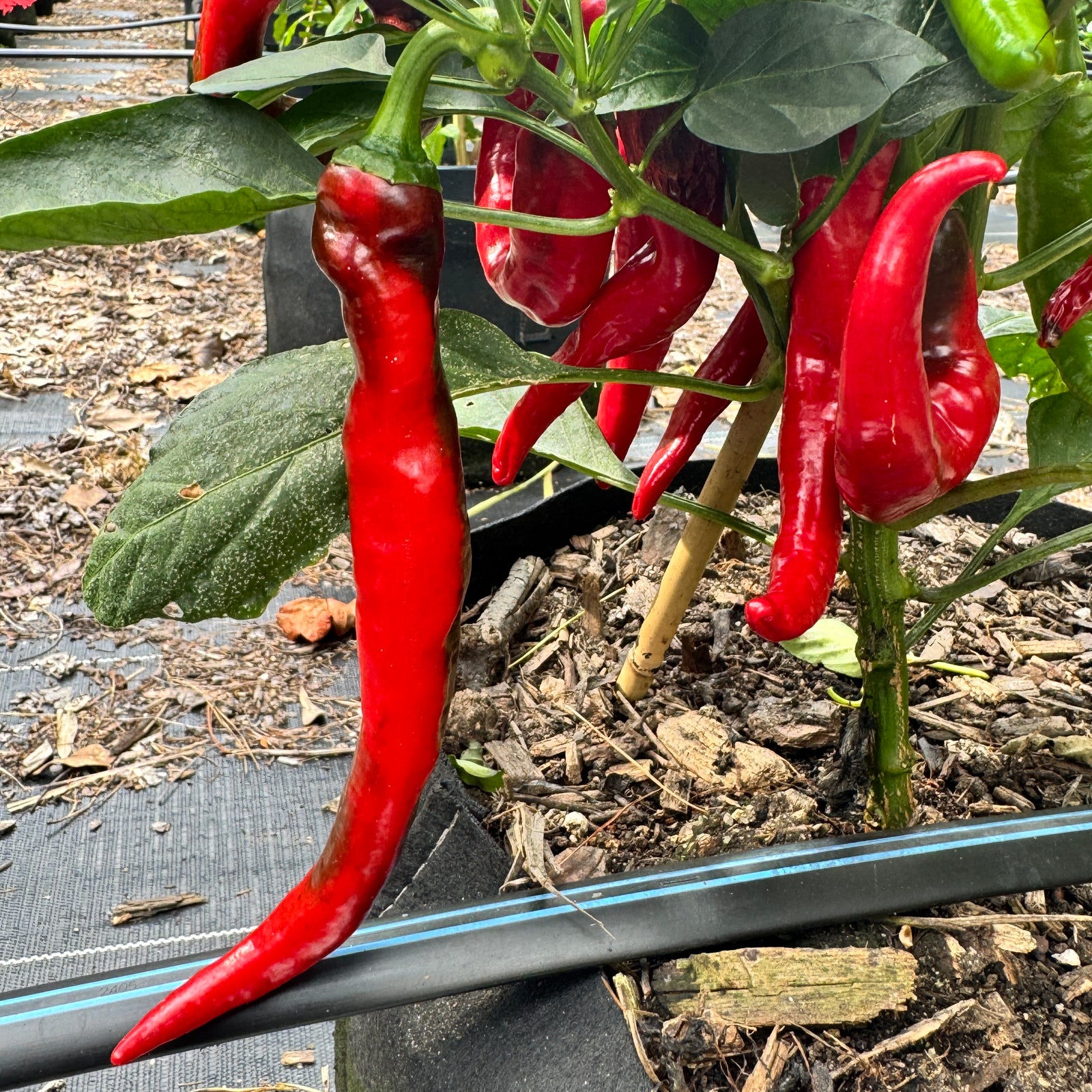Cayenne - Las Cruces NuMex - Seeds - Bohica Pepper Hut 