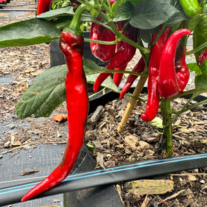 Cayenne - Las Cruces NuMex - Seeds