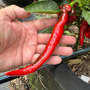 Cayenne - Las Cruces NuMex - Seeds