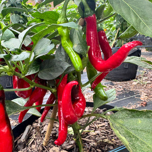 Cayenne - Las Cruces NuMex - Seeds