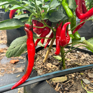 Cayenne - Las Cruces NuMex - Seeds