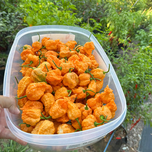 Fried Chicken - Seeds