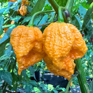 Fried Chicken - Seeds