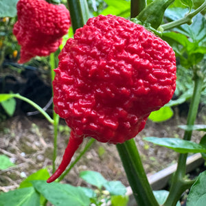 RB003 - Seeds
