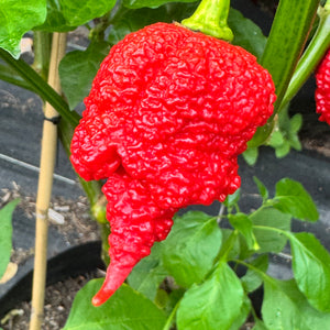RB003 - Seeds
