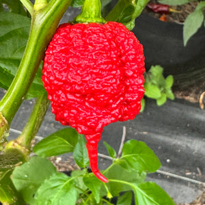 RB003 - Seeds