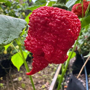 RB003 - Seeds
