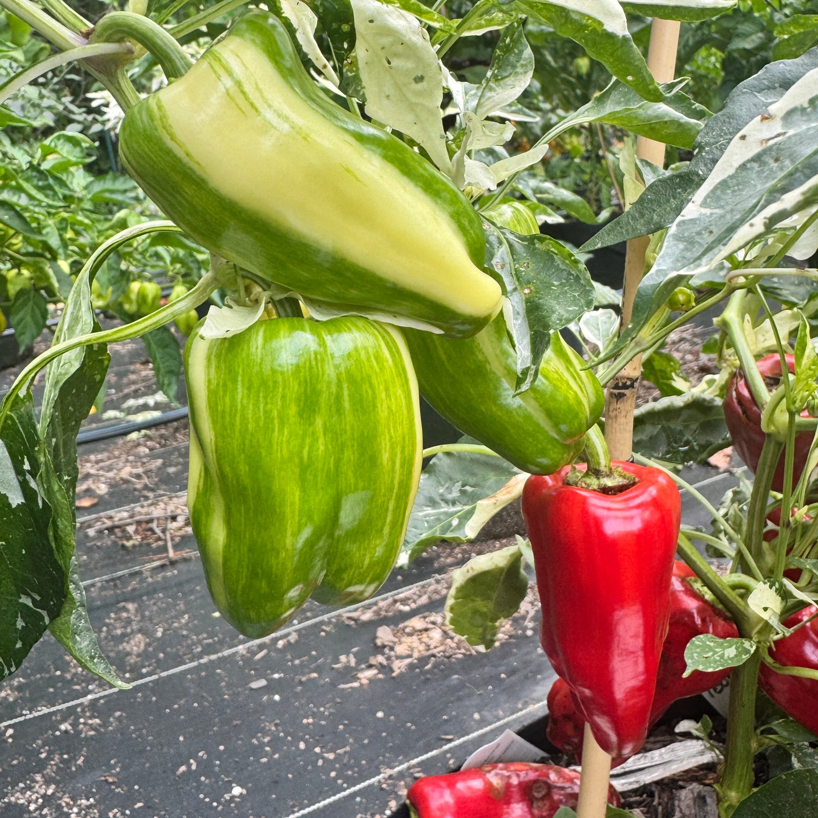 Candy Cane Pepper - Seeds