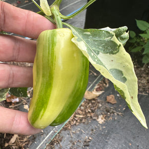 Candy Cane Pepper - Seeds
