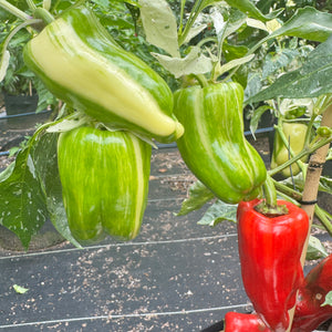 Candy Cane Pepper - Seeds