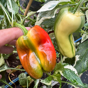 Candy Cane Pepper - Seeds