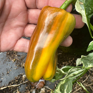 Candy Cane Pepper - Seeds