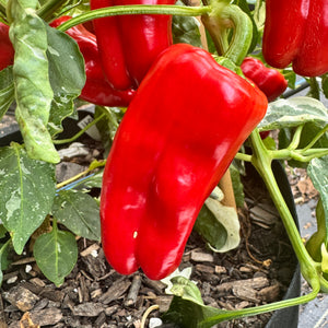 Candy Cane Pepper - Seeds