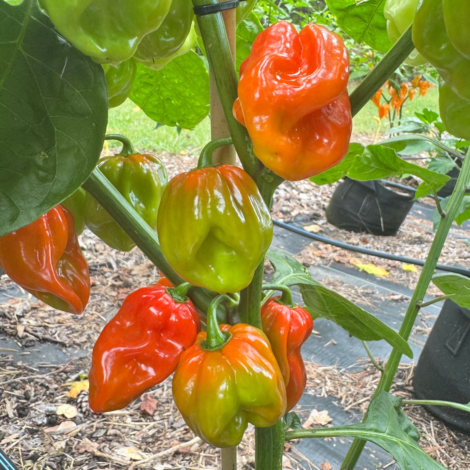 Aji Chombo - Seeds - Bohica Pepper Hut 