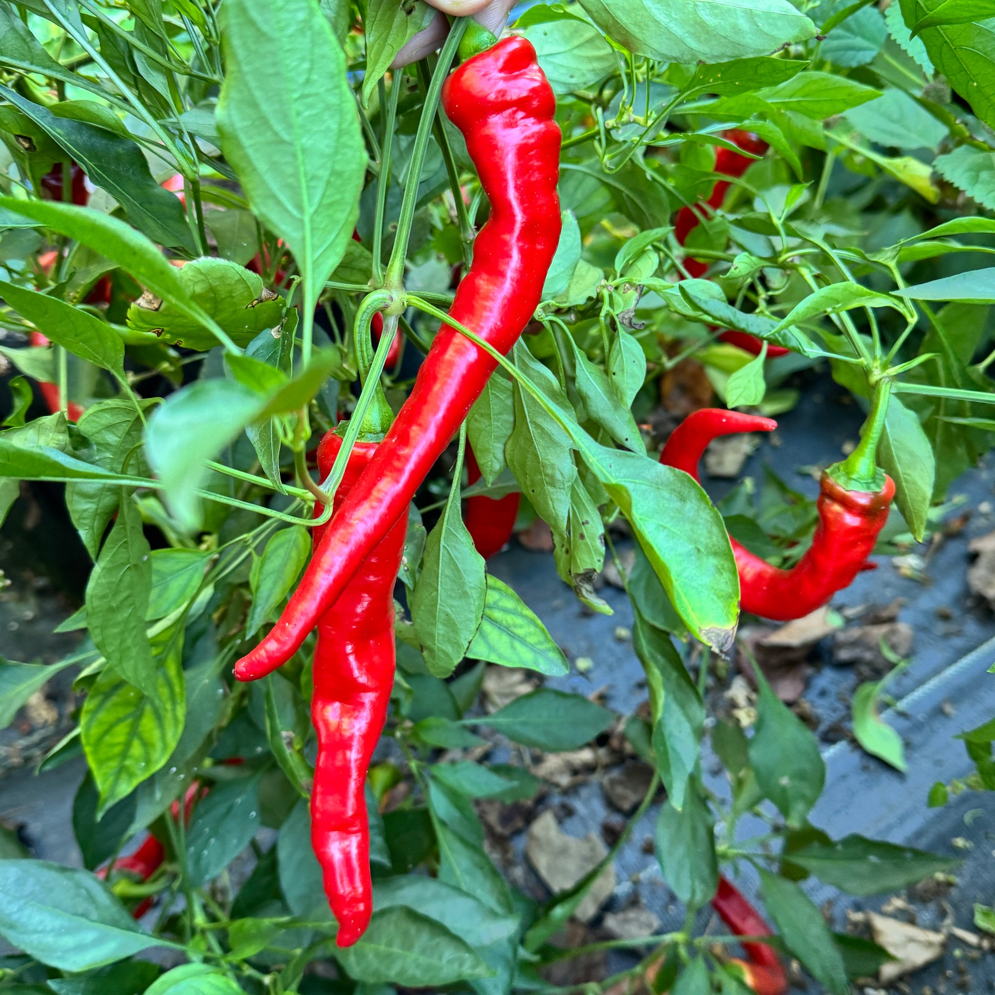 Jimmy Nardello - Seeds