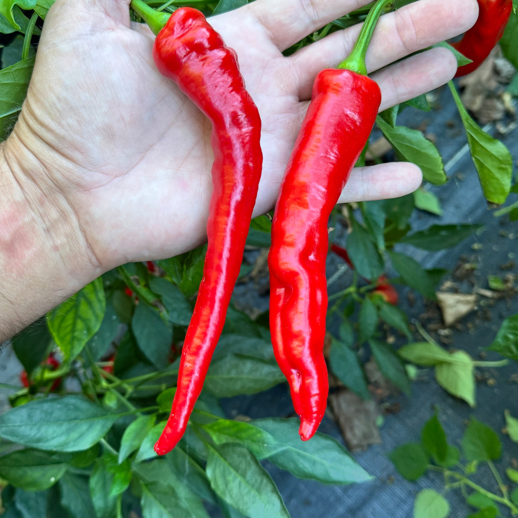 Jimmy Nardello - Seeds