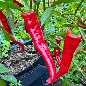 Jimmy Nardello - Seeds